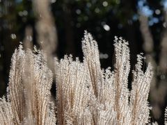 -墨尔本皇家植物园