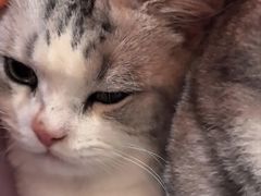 -瑞鹏宠物医院·夜间急症·心超·猫科(祖庙分店)