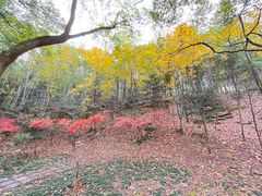 -上海佘山国家森林公园天马山园