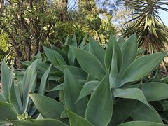 -墨尔本皇家植物园