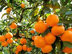 -喜家德虾仁水饺(岗厦北店)