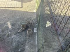 -新疆天山野生动物园