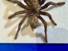 -上海昆虫博物馆