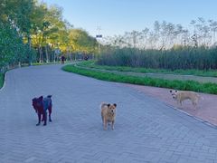 -大兴滨河森林公园