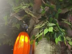 -破瓦寒窑·地摊烤羊排