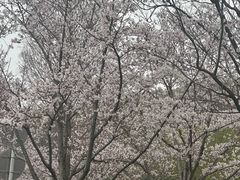 -羊山湖公园