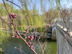 -大兴滨河森林公园