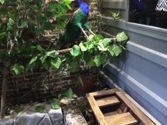 -陈阿婆重庆绿色鱼火锅