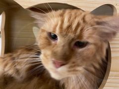 -平行世界·猫咖(首经贸店)