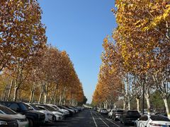 -合肥滨湖国家森林公园