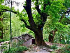 -塔川景区