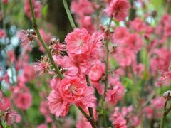-桃花涧