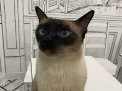 -白夜2D咖啡馆