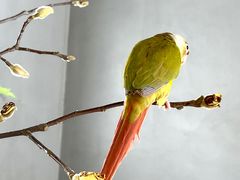 -吉丁鸟咖·异宠·寄养