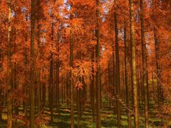 -黄海国家森林公园