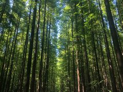 -山王坪喀斯特国家生态公园