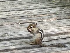 -五营红松林海景区