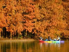 -上海海湾国家森林公园