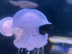 -欢乐海岸海洋奇梦馆