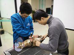 -安安宠物医院(情缘分院)