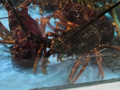 -旺顺阁海鲜广场(亚运村店)