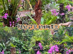 -呀诺达热带雨林