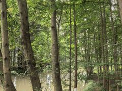 -桤木河湿地公园