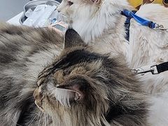 -达爱动物医院·犬猫分区·CT·复杂眼科(远洋山水分院)