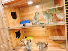 -猫十亿·布偶金渐层·曼基康矮脚猫舍(青年路店)