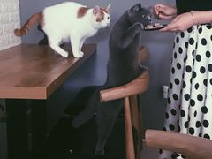 -平行世界·猫咖(首经贸店)