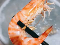 野生大斑节虾-凯华海鲜火锅·传承三十六年