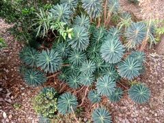 -昆明植物园