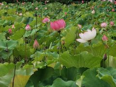 -渭南桃花源民俗文化园