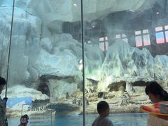 -帝企鹅自助餐厅•儿童岛•真企鹅(长隆企鹅酒店)