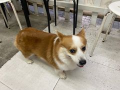 -小梁哥云吞面(黄贝岭店)