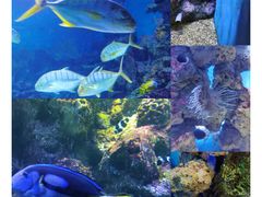 -大连老虎滩海洋公园