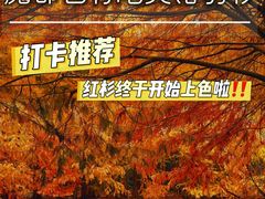 -上海海湾国家森林公园