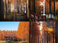 -黄海国家森林公园