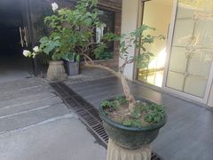-罗浮山·罗园农庄