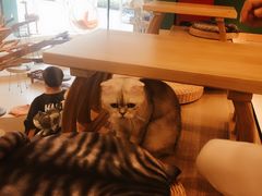 -飞行喵MR PILOT|猫舍·猫咖(静安大融城店)