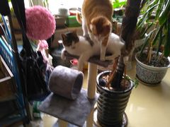 -瑞派宠物医院·24h·骨外科·皮肤科·全科宠物医疗转诊中心(沈阳浑南院)