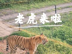 -深圳野生动物园