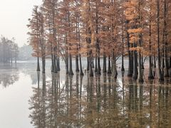 -白鹭湾湿地公园