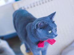 -喵屿·大理花园猫咖