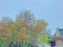-天津大悲禅院
