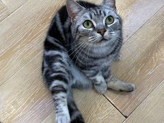 -猫咪派对(江南西店)