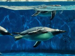 -泉城欧乐堡海洋极地世界