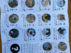 -喵屿·大理花园猫咖