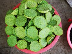 -洪湖生态旅游区