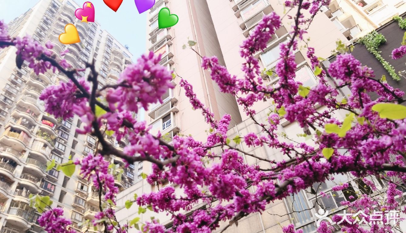 不用去公园🍃南坪商圈也能看春色